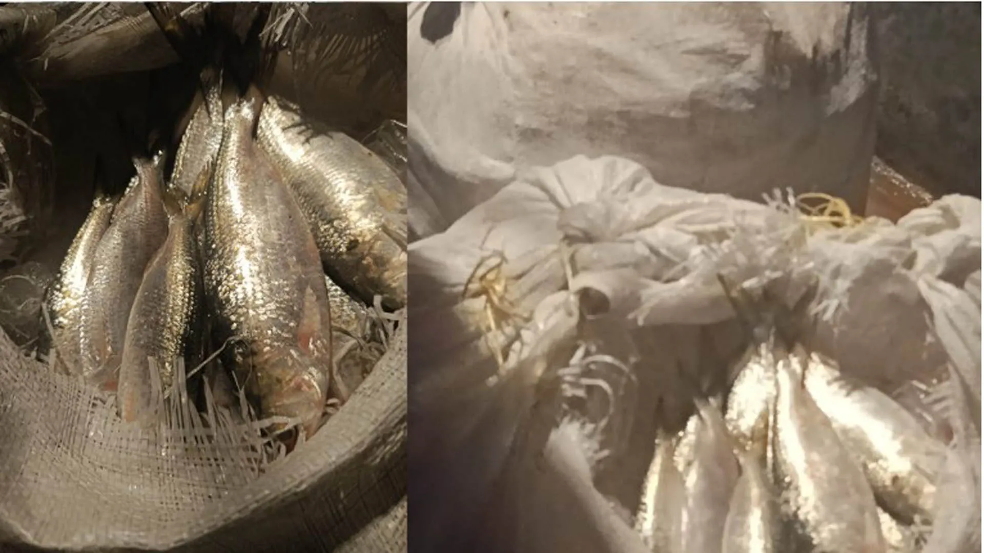 পায়রা সেতুর টোল প্লাজায় ৫ মণ জাটকা জব্দ